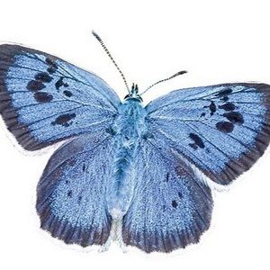 Meet your Posher, Rosalyn